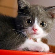 [FORUM] Bener ngga sih kalau kucing dikasih makan kerupuk malah bisa bikin  bulunya jadi rontok?