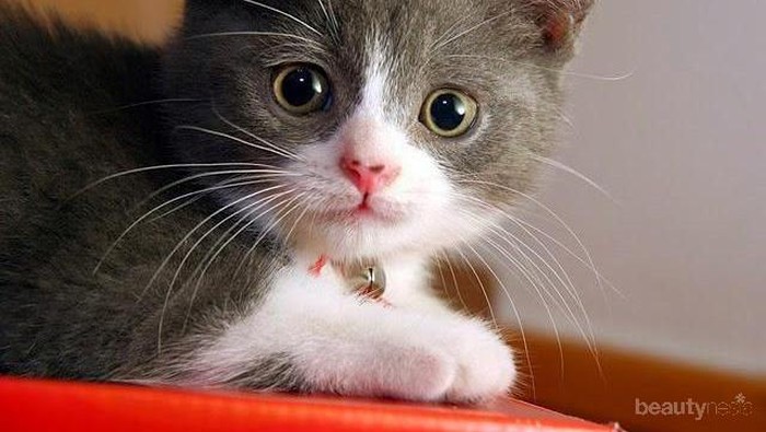 [FORUM] Bener ngga sih kalau kucing dikasih makan kerupuk malah bisa bikin  bulunya jadi rontok?