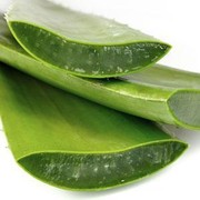 [FORUM] Bikin aloe vera gel sendiri? worth to try or no?