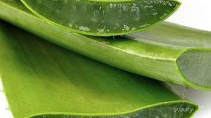 [FORUM] Bikin aloe vera gel sendiri? worth to try or no?