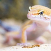 [FORUM] Kalau kejatuhan cicak bikin sial ya?