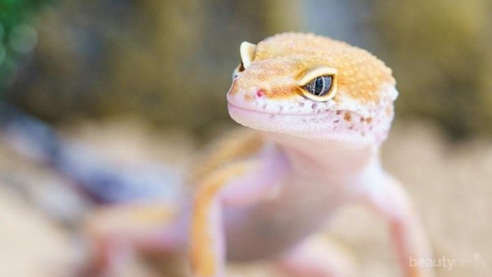 [FORUM] Kalau kejatuhan cicak bikin sial ya?