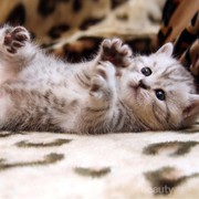 [FORUM] Kucing aku kutuan, ada yang tau cara membersihkannya?