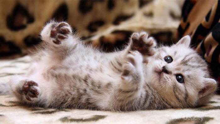 [FORUM] Kucing aku kutuan, ada yang tau cara membersihkannya?