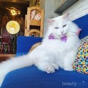 [FORUM] Rekomendasi Kafe Kucing Lucu di Jakarta dan Bandung