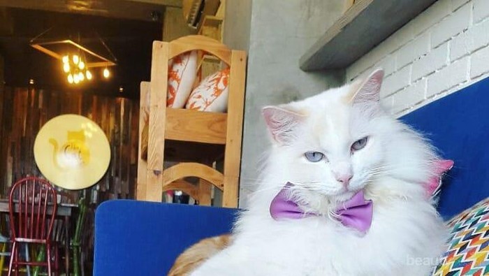[FORUM] Rekomendasi Kafe Kucing Lucu di Jakarta dan Bandung