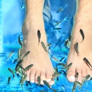 [FORUM] Ada yang pernah coba spa dengan ikan?