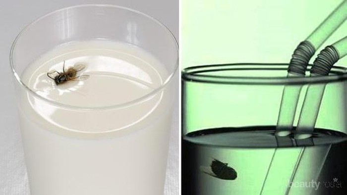 [FORUM] Kalo minuman sudah dimasuki lalat, better diminum atau gimana?
