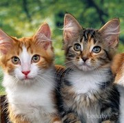 [FORUM] Mata kucingku selalu mengeluarkan kotoran dan menyipitkan mata, kenapa ya?