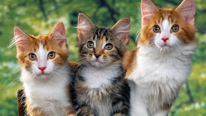 [FORUM] Mata kucingku selalu mengeluarkan kotoran dan menyipitkan mata, kenapa ya?