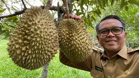 Gubernur Sulsel Panen Durian di Bantaeng