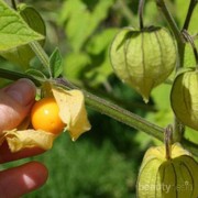 [FORUM] Tahu Buah Ceplukan? Ternyata punya manfaat untuk kesehatan!