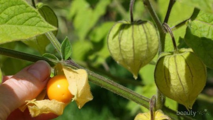 [FORUM] Tahu Buah Ceplukan? Ternyata punya manfaat untuk kesehatan!