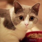 [FORUM] Benarkah memelihara kucing jadi susah hamil?