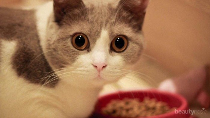 [FORUM] Benarkah memelihara kucing jadi susah hamil?