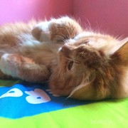 #FORUM Bulu kucing bikin mandul dan berbagai penyakit, menurut kamu?