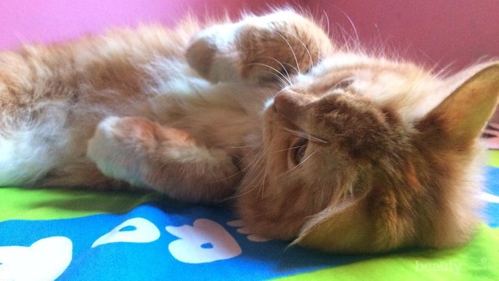 #FORUM Bulu kucing bikin mandul dan berbagai penyakit, menurut kamu?