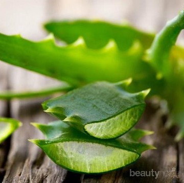 Bisa Bikin Kulit Makin Cantik, Ini Dia Daftar Manfaat Aloe Vera Untuk Kulitmu!