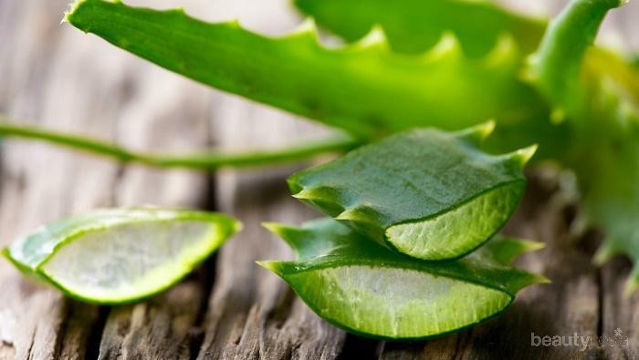 Bisa Bikin Kulit Makin Cantik, Ini Dia Daftar Manfaat Aloe Vera Untuk Kulitmu! Bisa Bikin Kulit Makin Cantik, Ini Dia Daftar Manfaat Aloe Vera Untuk Kulitmu!