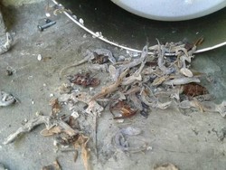 Waduh! Ada Puluhan Bangkai Cicak Bersarang Dalam Rice Cooker