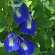 Wajib Tahu, Manfaat Si Biru Cantik Kembang Telang bagi Kesehatan!