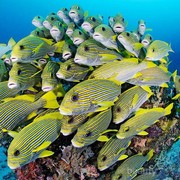 Ingin Nikmati Keindahan Bawah Laut Indonesia? Kunjungi 5 Lokasi Diving Populer Ini
