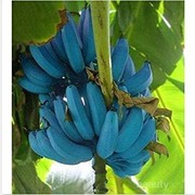 Kenali Blue Java Banana, Si Pisang Biru Rasa Es Krim yang Kaya Manfaat