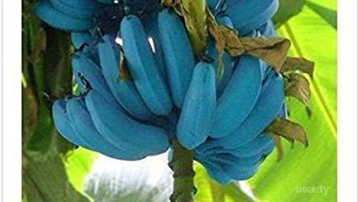 Kenali Blue Java Banana, Si Pisang Biru Rasa Es Krim yang Kaya Manfaat