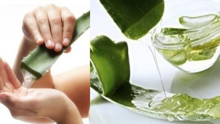 Merawat Bibir Secara Alami Dengan Lidah Buaya
