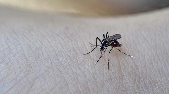 Asian Tiger Mosquito.