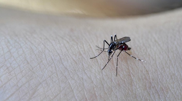 Asian Tiger Mosquito.