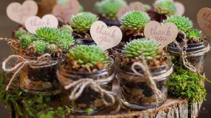 Tanaman Ini Bisa Jadi Souvenir Pernikahan Lho, Berikut Pilihannya!