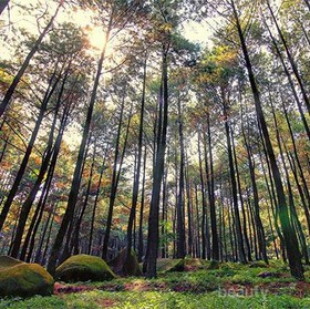 5 Spot di Bogor untuk Foto Prewedding