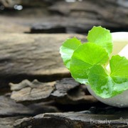 Gak Cuma Buat Jerawat, Kandungan Centella Asiatica Ternyata Mampu Atasi Stretch Mark
