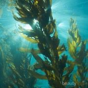 Rumput Laut Bisa Bantu Atasi Perubahan Iklim, Percaya Nggak?