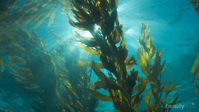 Rumput Laut Bisa Bantu Atasi Perubahan Iklim, Percaya Nggak?