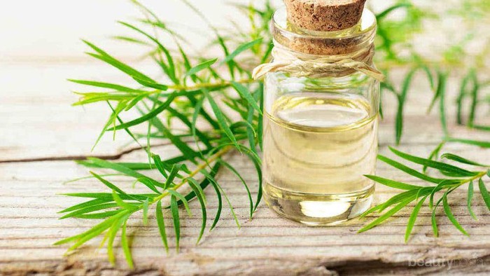 Mengapa Tea Tree Oil Ampuh untuk Membasmi Jerawat?