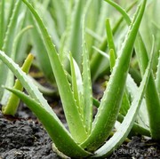 Kamu Wajib Tahu, Ini Dampak Terlalu Sering Pakai Aloe Vera