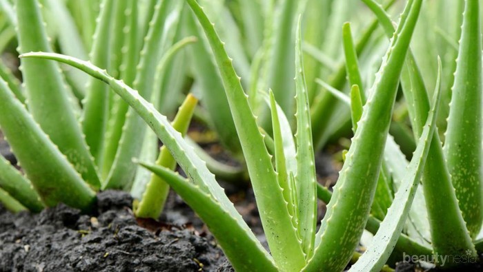 Kamu Wajib Tahu, Ini Dampak Terlalu Sering Pakai Aloe Vera