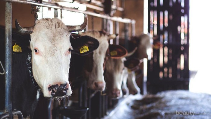 Jangan Asal Pilih Hewan Kurban, Ini Tips Memilih Hewan Kurban Sesuai Syariat Islam