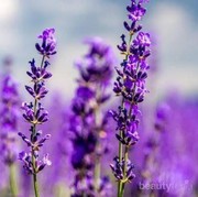 Ini Alasan Mengapa Kamu Perlu Produk Skincare dengan Kandungan Lavender