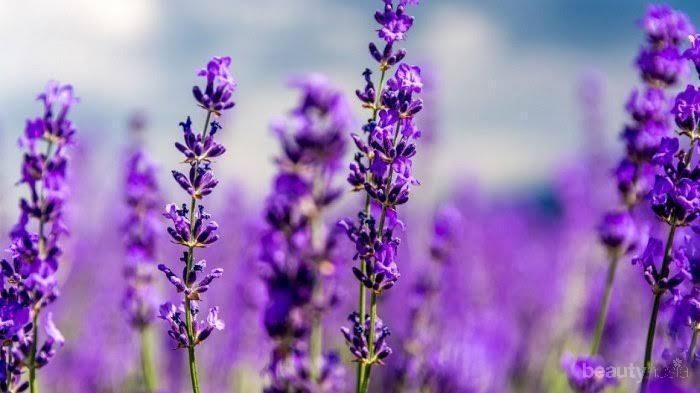 Ini Alasan Mengapa Kamu Perlu Produk Skincare dengan Kandungan Lavender