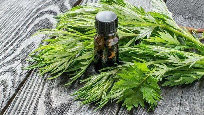 Mengenal Mugwort, Kandungan Dalam Skincare untuk Kulit Sensitif