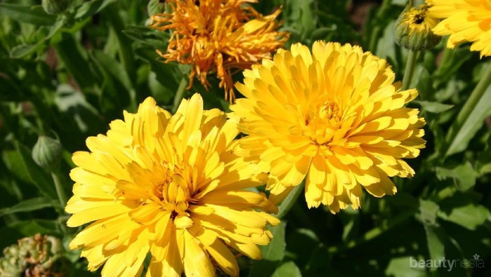 Deretan Bunga yang Sering Dijadikan Ekstrak dalam Skincare