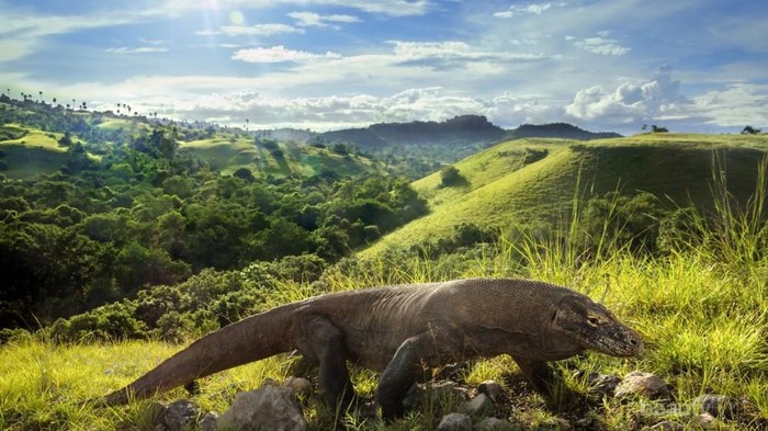Selain Melihat Komodo, Pengalaman Seru Ini Bisa Kamu Lakukan di Pulau Komodo