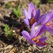 Segudang Manfaat Bunga Saffron untuk Kesehatan Hingga Kecantikan