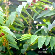 Tak Banyak yang Tahu, Ramuan Herbal ala Madura Ini Bisa Buat Penampilan Sempurna