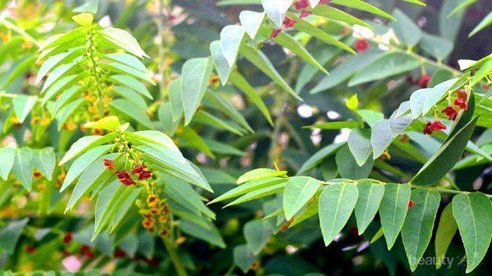 Tak Banyak yang Tahu, Ramuan Herbal ala Madura Ini Bisa Buat Penampilan Sempurna