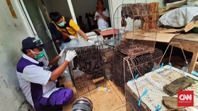 Cegah Corona, Pasar Depok Solo Musnahkan Ratusan Kelelawar