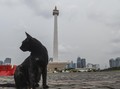 Pedagang Keluhkan Monas Batal Dibuka Hari Ini